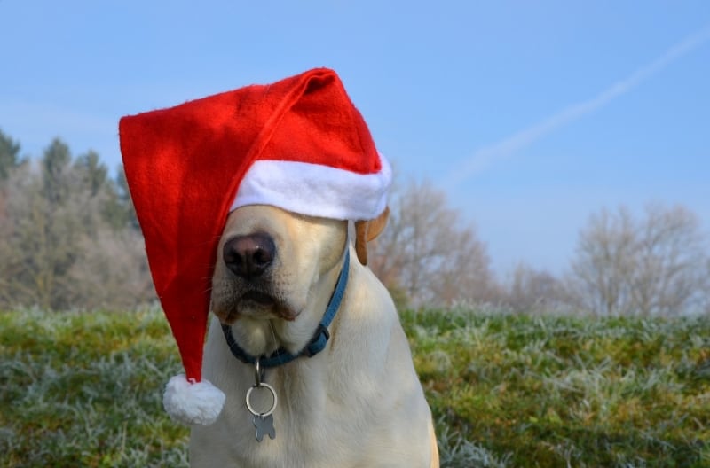 Chien avec un bonnet de Noël