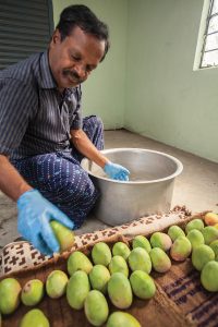 Krishnagiri, India—April 5, 2017: Small Model Farm; N. Varadha Rajan a small farmer dipping the mangos in the Hexanal solution for 5 minutes.