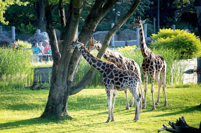 Zoo de Granby