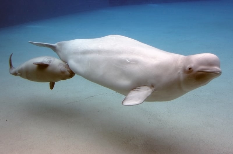 Béluga et son bébé