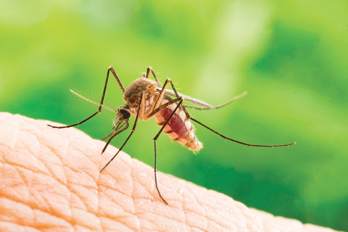 Moustique sur la peau