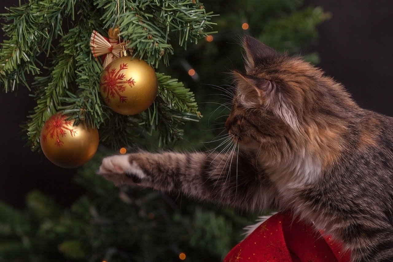 Chat dans un sapin de Noël
