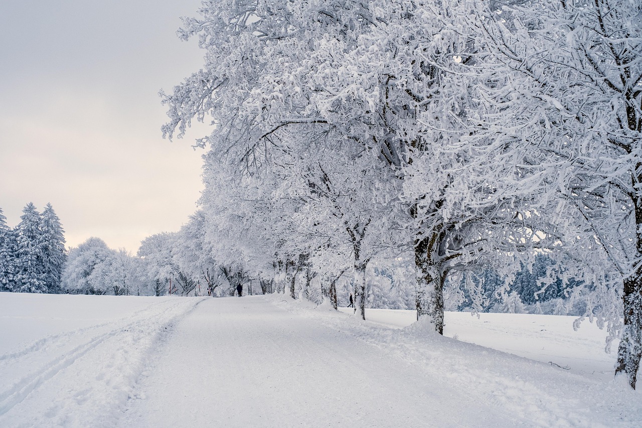 Un chemin enneigé bordé d'arbres.