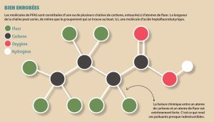Schéma d'une molécule chimique. Des cercles verts représentent le fluor; les cercles noirs, le carbone; les cercles rouges, l'oxygène et le cercle blanc, l'hydrogène. Légende de l'image: Les molécules de PFAS sont constituées d’une ou de plusieurs chaînes de carbone, entourée(s) d’atomes de fluor. La longueur de la chaîne peut varier, de même que le groupement qui se trouve au bout. Ici, une molécule d’acide heptafluorobutyrique. La liaison chimique entre un atome de carbone et un atome de fluor est extrêmement forte. C’est ce qui rend ces polluants presque indestructibles.
