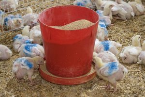 Photo de jeunes poulets penchés au-dessus d'une mangeoire. Leurs ailes sont peintes en bleu.