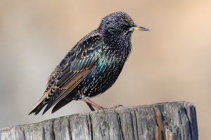 Photo d'un étourneau sansonnet de profil.