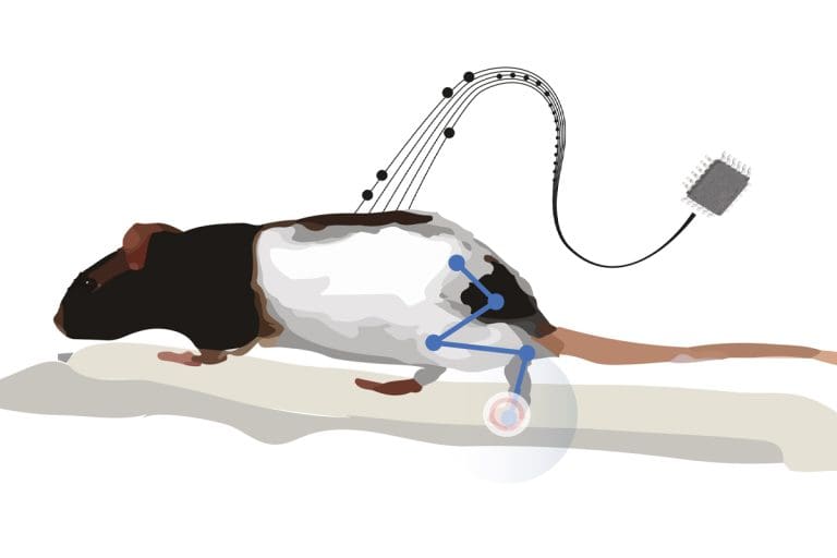 Illustration. Une souris de laboratoire vue de profil. Un faisceau d'électrodes est connecté à son dos et se rassemblent pour se connecter à un boitier rectangulaire.