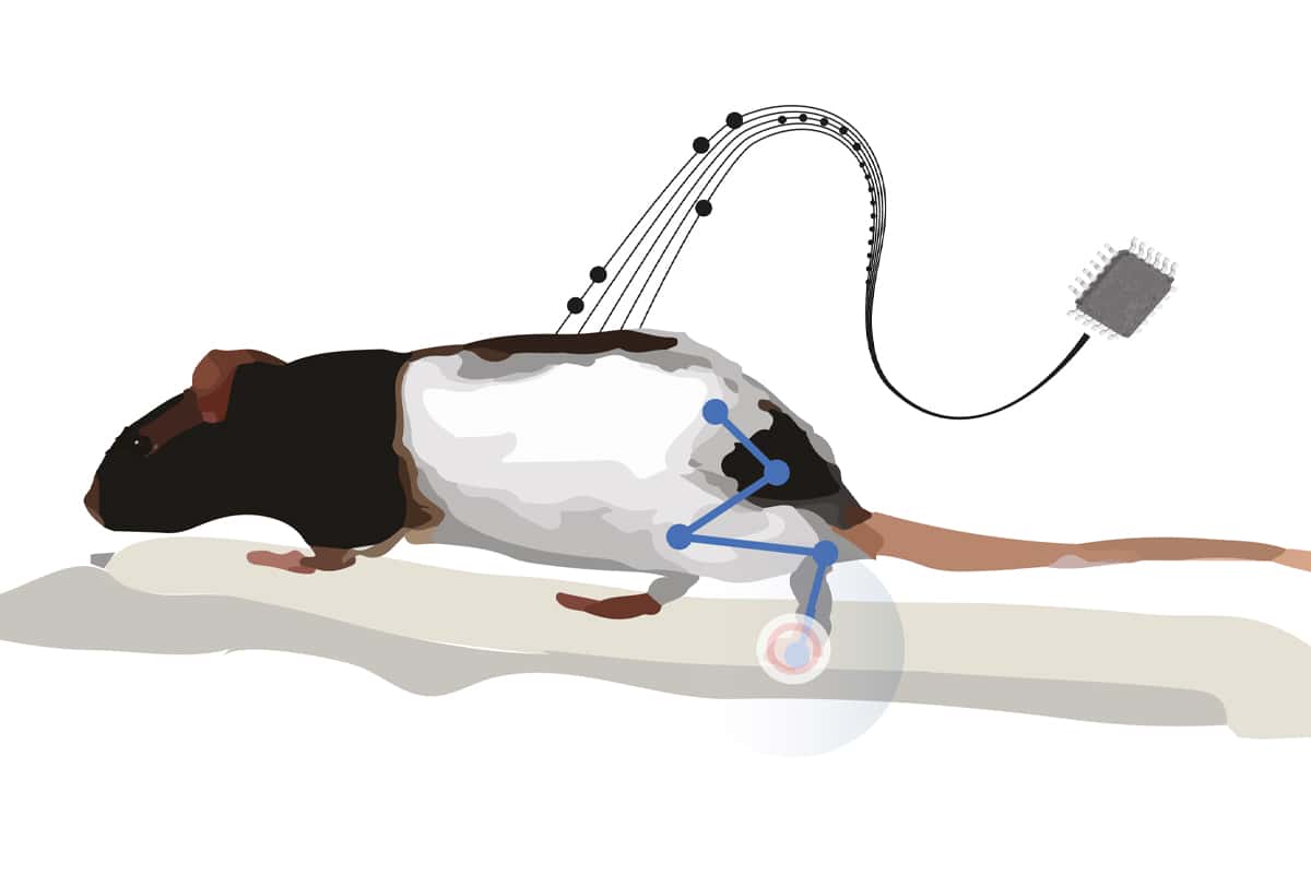 Illustration. Une souris de laboratoire vue de profil. Un faisceau d'électrodes est connecté à son dos et se rassemblent pour se connecter à un boitier rectangulaire.
