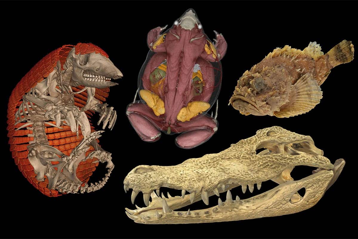 Sur fond noir, collage de 4 scans d'animaux: un Tatou à queue nue du Chaco, une Grenouille Hemisus guineensis, une rascasse californienne et un crâne de crocodile du Nil.