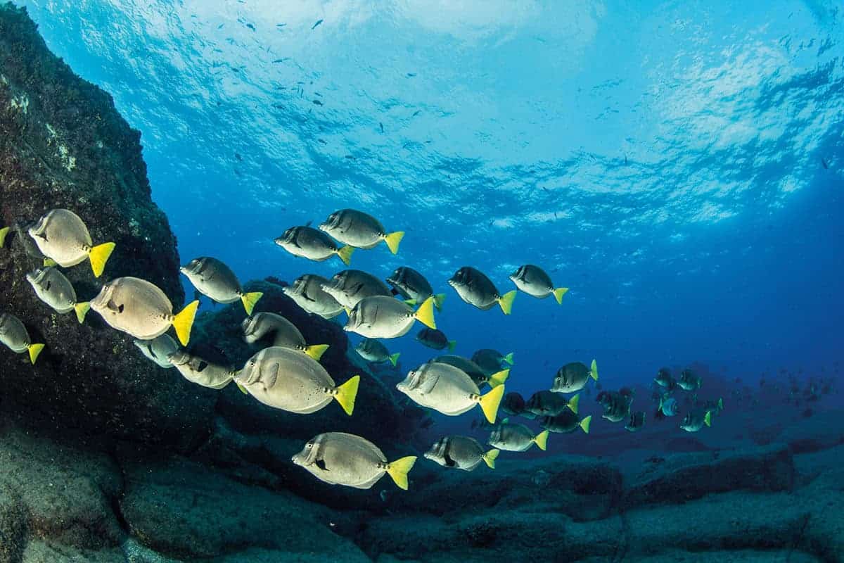 Un banc de poissons tropicaux sous l'eau.