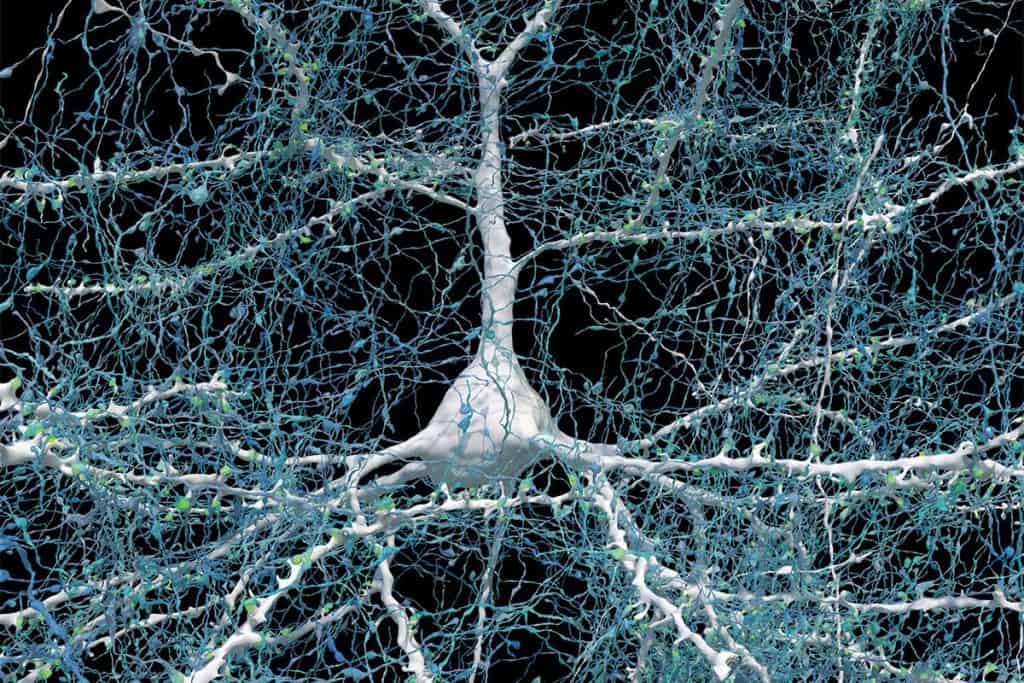 Image sur fond noir. Au centre, une masse blanche presque sphérique avec des prolongements très ramifiés, qui ressemblent aux racines d'un arbre. Ils vont de tous les côtés, vers la gauche, la droite, le haut, le bas et vers l'avant-plan et l'arrière-plan de l'image. D'autres filaments, d'un vert très pâle, presque blanc, sont enchevêtrés à travers tout cela et viennent s'y connecter un peu partout.