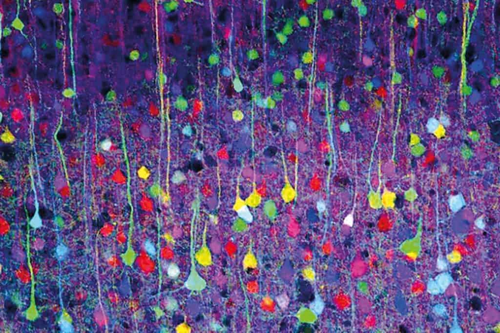 Sur fond violent, des taches rondes de couleurs variées. Chaque tache est prolongée d'un trait vers le haut.