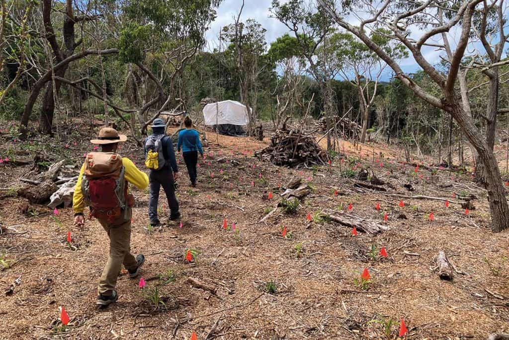 Trois personnes vues de dos, bottines aux pieds et sac au dos. Elles marchent à la file indienne dans une forêt très peu dense. Des dizaines de petits drapeaux orange fluo sont enfoncés dans le sol. 