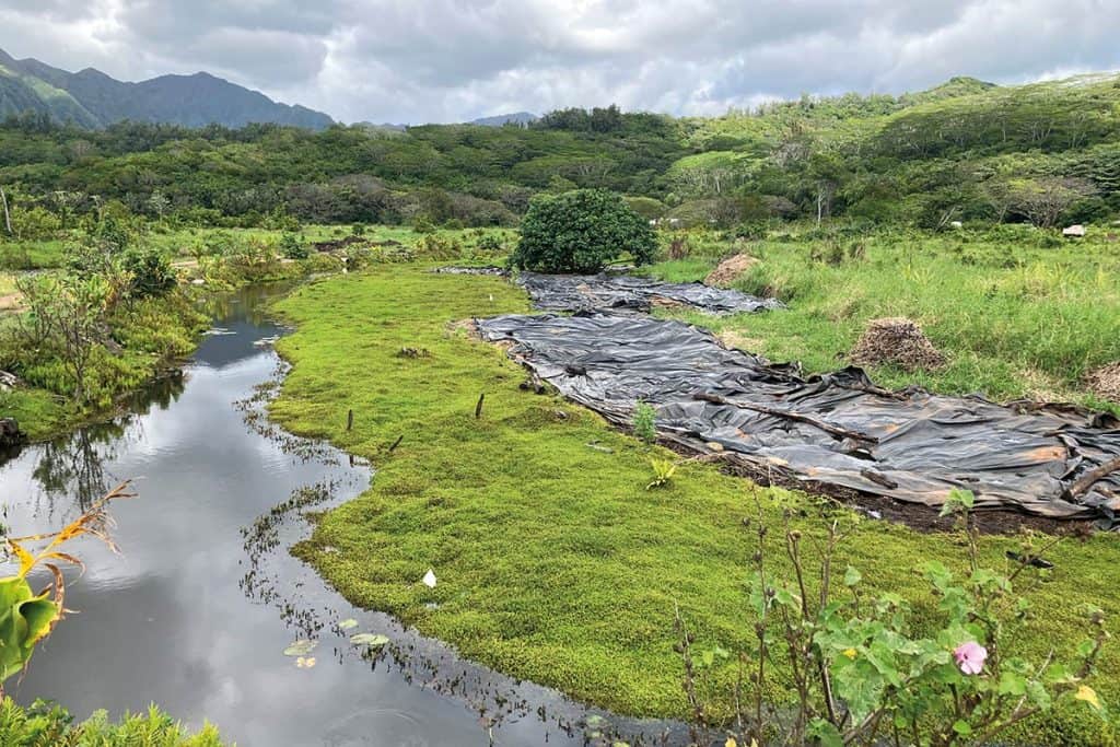 Un paysage d'Hawaï par temps nuageux. À l'avant-plan, une rivière très calme, bordée de végétation basse. À droite, des bâches recouvrent le sol. En arrière plan, des collines et des montagnes.