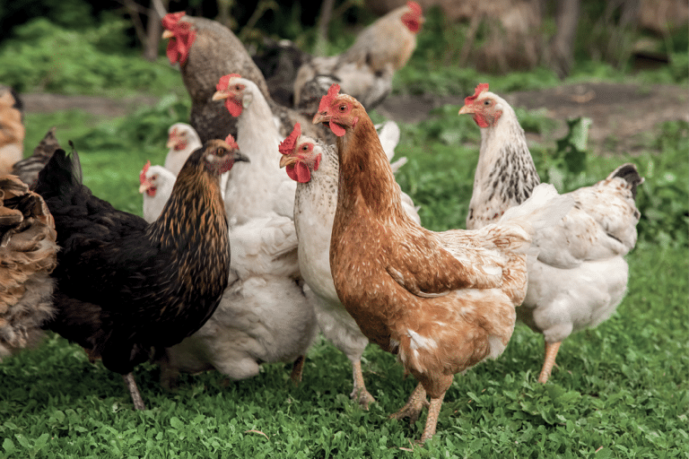 Photo: Un groupe de poules dans l'herbe.