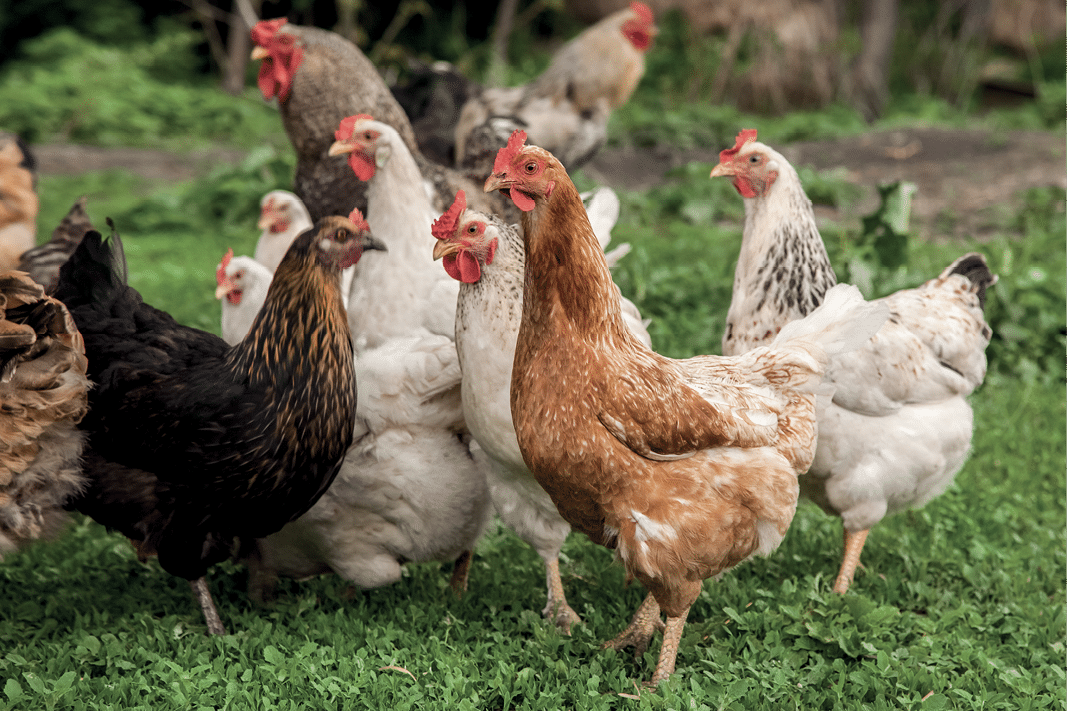 Photo: Un groupe de poules dans l'herbe.