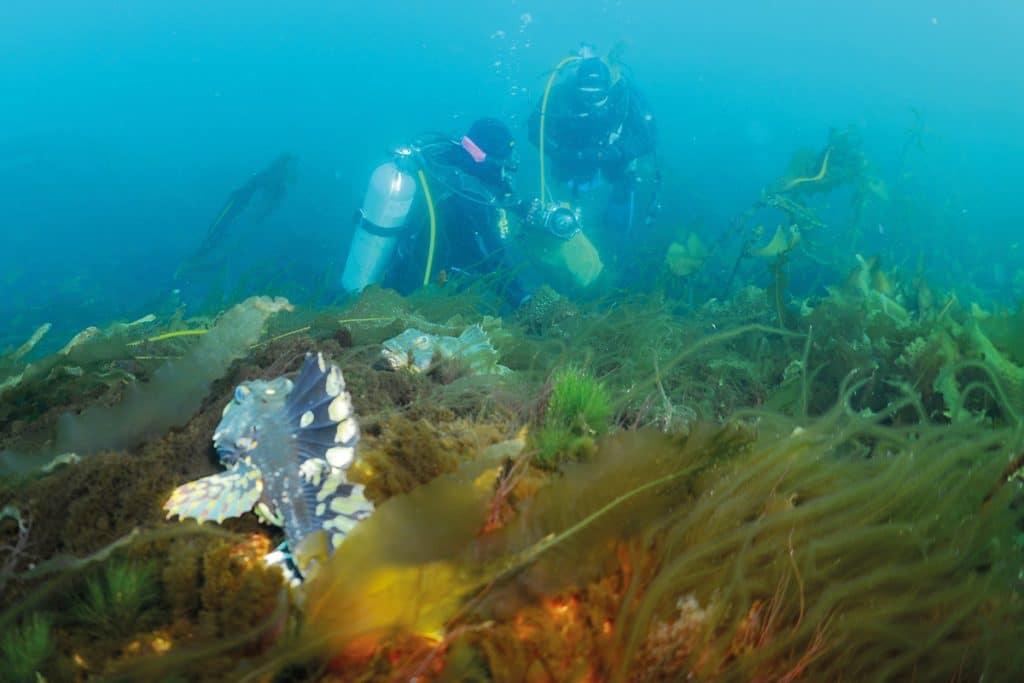 Photo prise sous l'eau. La moitié supérieure de l'image montre deux personnes en équipement de plongée sous-marine. La moitié inférieure de l'image montre à l'avant-plan deux poissons cachés parmi la végétation sur le fond marin.