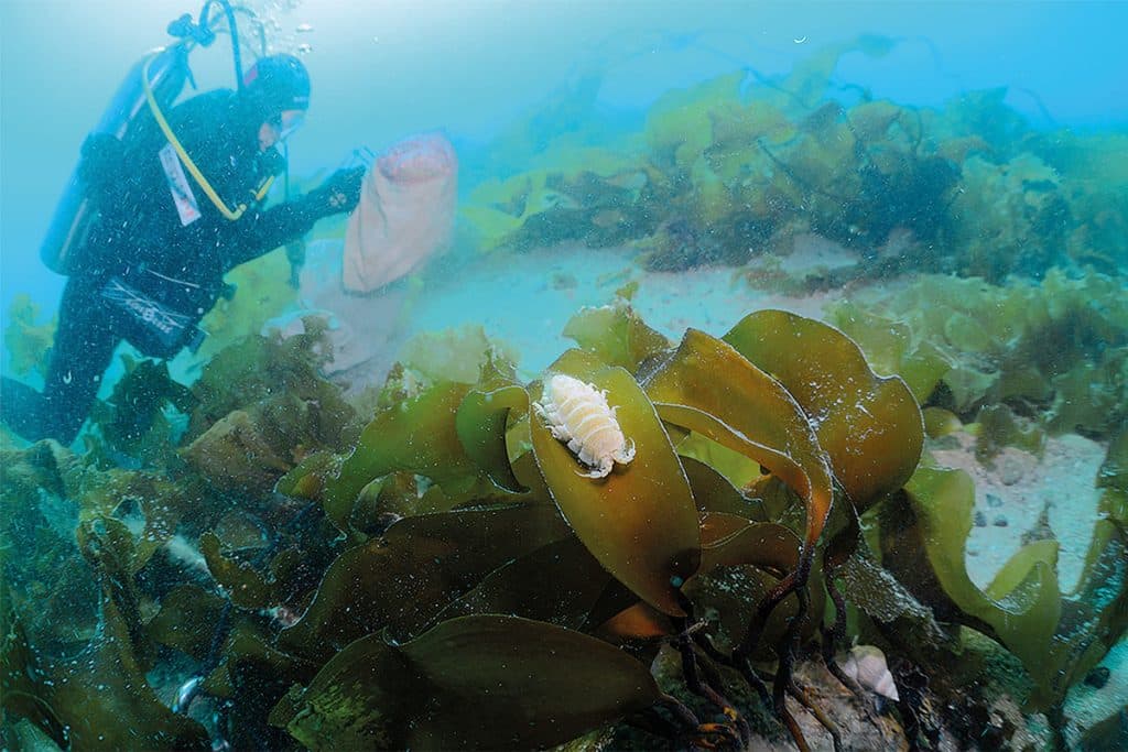 Photo prise sous l'eau. À gauche, une personne portant un équipement de plongée sous-marine et maniant un filet. À l'avant plan au centre, de grosses algues plates brun-vert. Sur une feuille, une créature allongée à carapace blanche et dotée de plusieurs pattes. On aperçoit le fond de sable blanc.