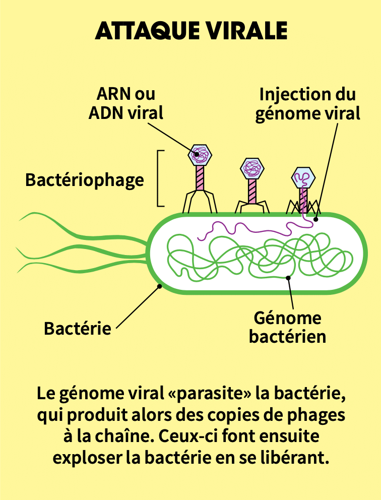 Illustration explicative intitulée "Attaque virale". On y voit une bactérie représentée par un ovale. À l'intérieur, une ligne entremêlée représente le génome bactérien. Sur l'ovale sont posés 3 bactériophages. De gauche à droite: le premier est debout sur ses pattes; le second semble s'accroupir; et le troisième est accroupi et injecte son génome à l'intérieur de la bactérie. Ce génome est représenté par une ligne d'une autre couleur, dont une extrémité est dans la tête du virus, et l'autre extrémité, dans la bactérie. Un texte sous l'image indique: "Le génome viral "parasite" la bactérie, qui produit alors des copies de phages à la chaîne. Ceux-ci font ensuite exploser la bactérie en se libérant."