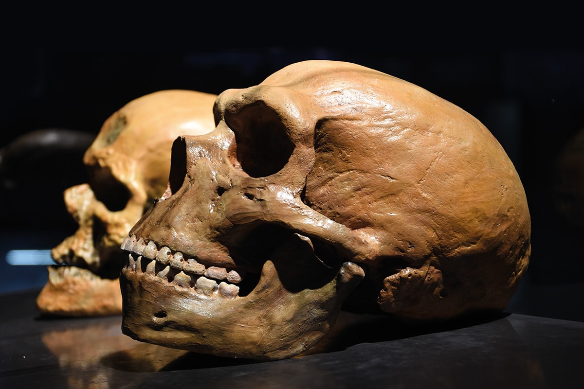 Photo de deux crânes.