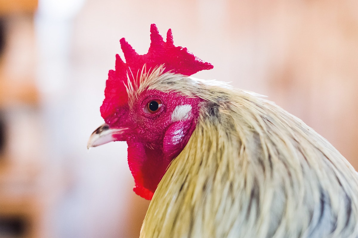 Une poule vue de profil.