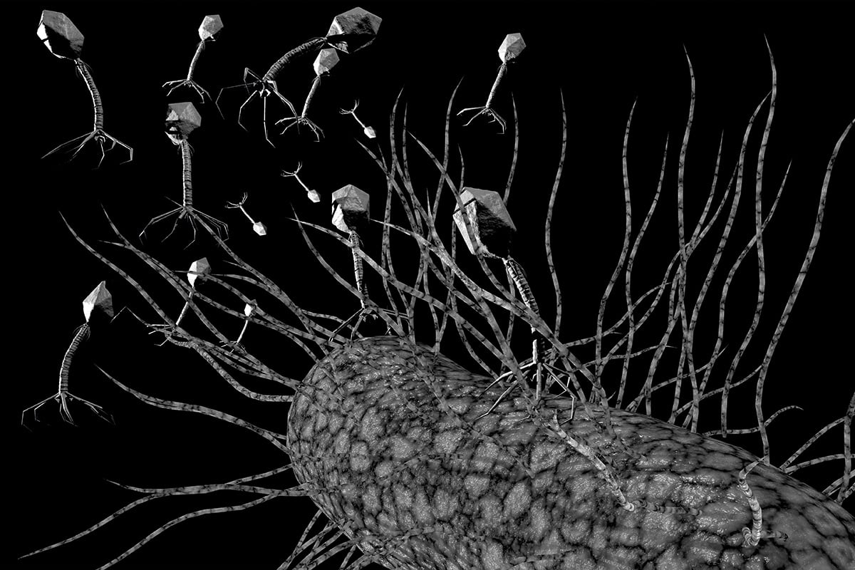 Illustration conceptuelle montrant plusieurs phages de petite taille qui s'approchent et se posent sur la paroi d'une grosse bactérie.
