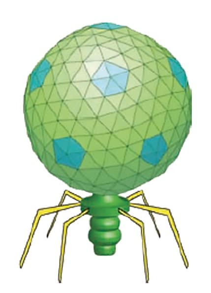 Illustration numérique montrant une grosse sphère similaire à un ballon de soccer, posée sur un cylindre muni de 6 pattes s'étirant autour du cylindre comme les pattes segmentées d'un insecte.