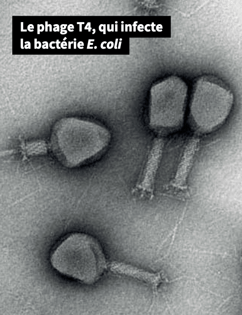 Image en noir et blanc montrant 4 créatures. Chacune d'elle a une "tête" ovoïde qui surmonte un "pied" longiligne, doté de quelques protubérances ressemblant à des griffes à l'extrémité.